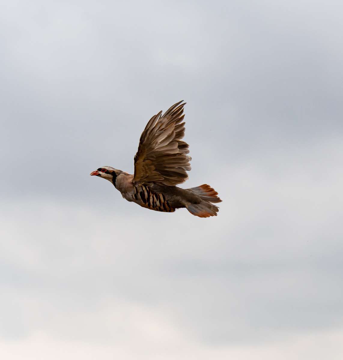 Chukar in Kansas