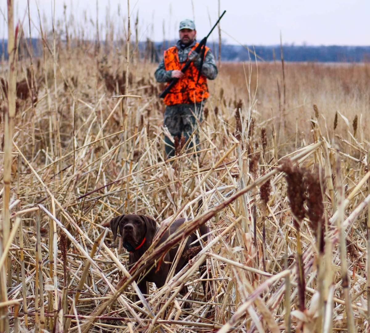 Traditional Pheasant Hunting