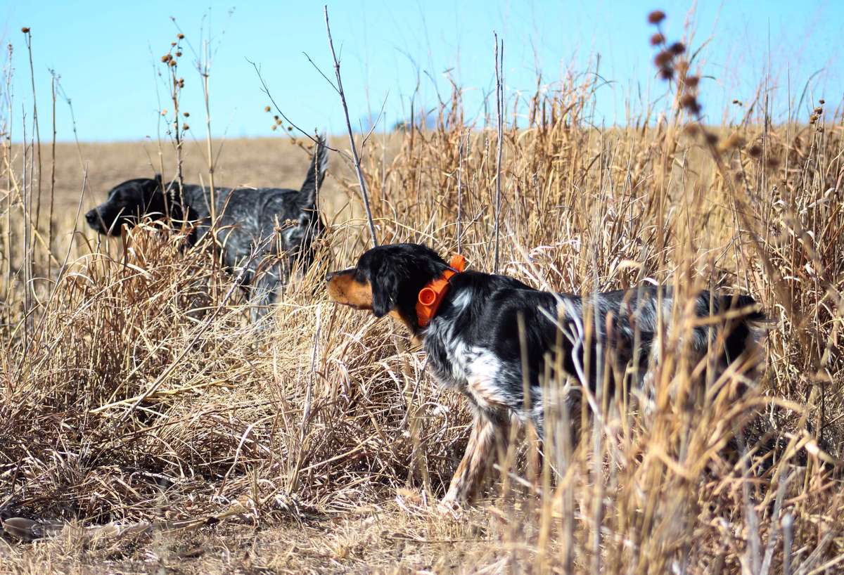 Kansas Hunting Dogs