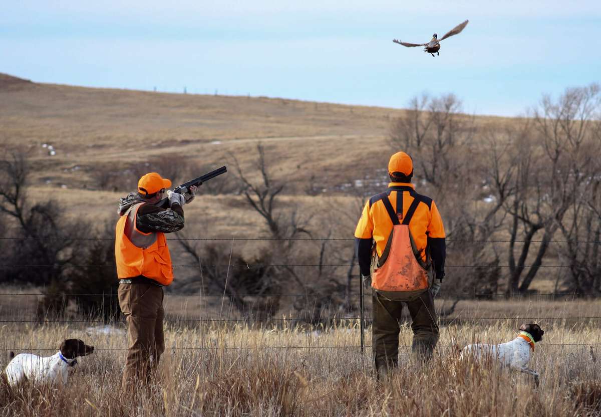 Guided Pheasant Hunting