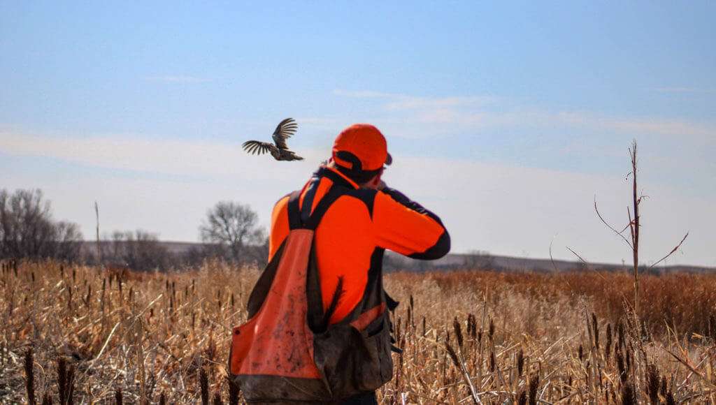 Kansas Pheasant Hunting