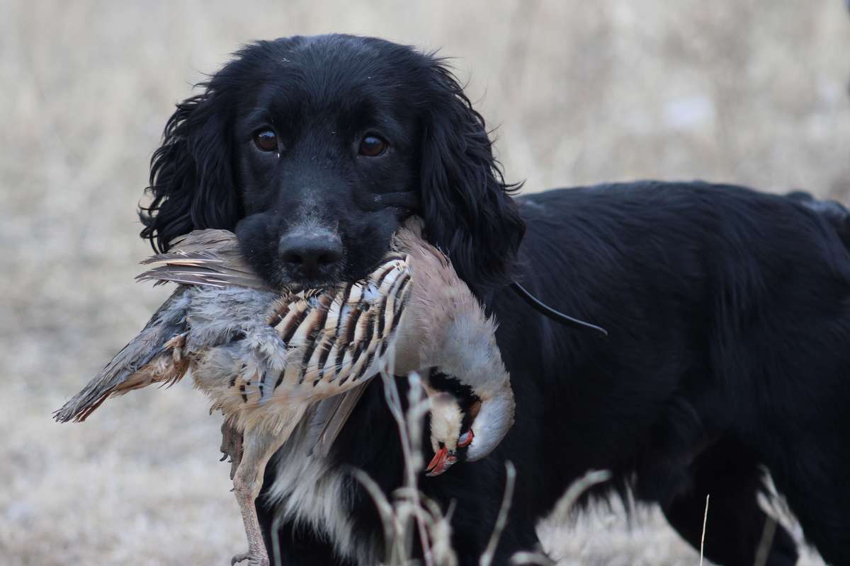 Hunting Dog with a Chuckar in Kansas