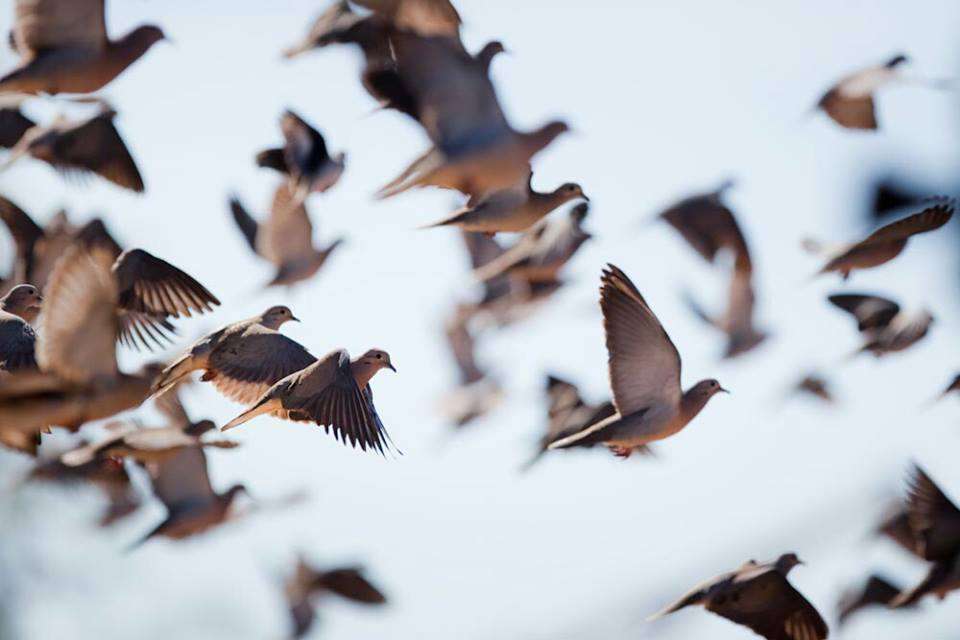 Kansas Doves