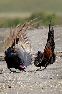 Ring-neckedPheasant1122AveryLaCombe.jpg